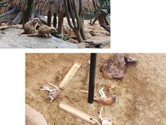 -广州长隆野生动物世界