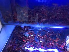 -虾铺子龙虾·私房菜(金源花苑店)