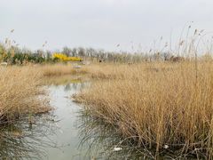 -马家湾湿地公园