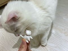 -猫和宫(六道口店)