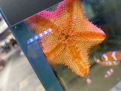 -青石桥花鸟鱼虫市场(叠翠城店)