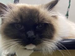 -PETKIT小佩宠物·低压洗护(国顺东路店)