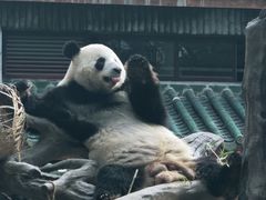 -广州动物园