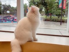-飞行喵MR PILOT|猫舍·猫咖(静安大融城店)