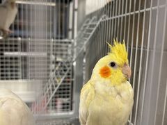 -吾叁·吉趣鸟咖(万科店)