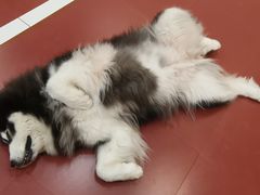-和它·交个朋友·狗咖猫咖(爱琴海店)