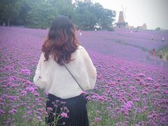-大塘金香草谷