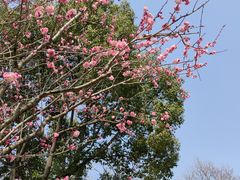 -梅花山(明孝陵内)