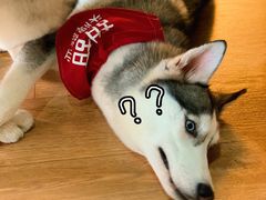 -Husky Go! 哈士奇体验馆·宠物咖啡厅狗咖