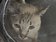 -萌兽医馆·犬猫专科·眼科中心·宠物医院(朝阳门分院)
