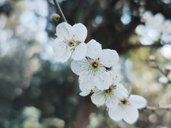 -杭州植物园
