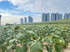 -光明小镇欢乐田园