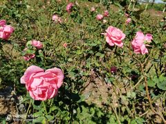 -亚龙湾国际玫瑰谷