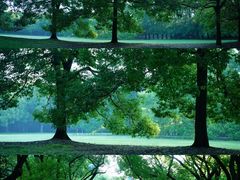 -上海共青森林公园