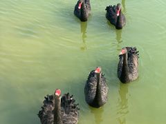 -石家庄市动物园