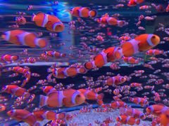 -海合安成都极地海洋公园