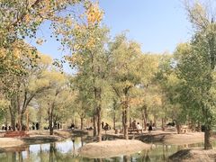 -金塔沙漠胡杨林景区