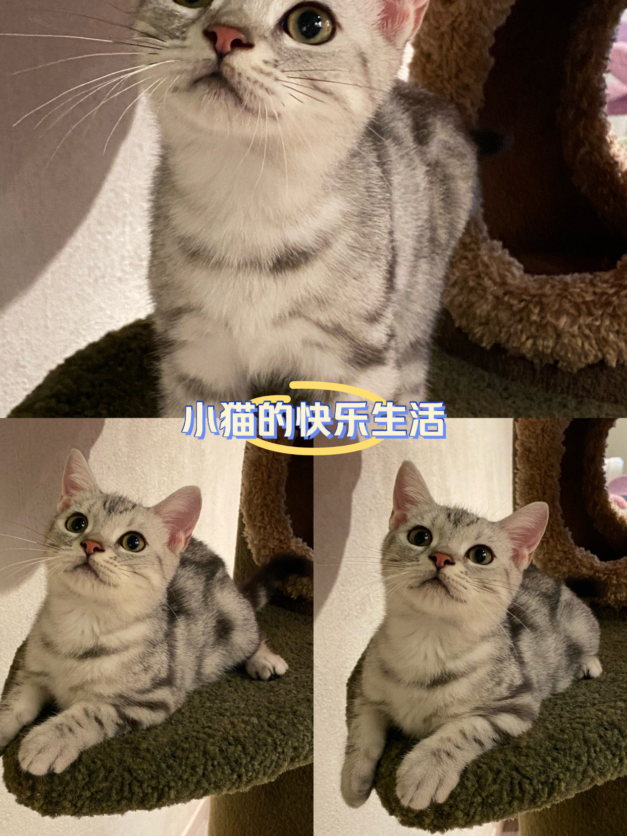 美短标斑妹妹找新家