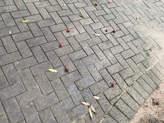 -黄埔荔枝公园