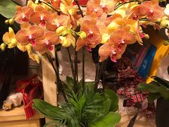 -双季花艺园艺市场(浦东店)