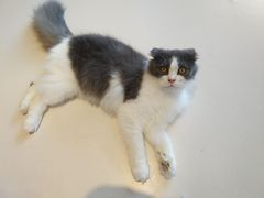 -飞行喵MR PILOT|猫舍·猫咖(静安大融城店)