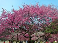 -杭州植物园