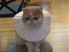 -滚猫咖啡·猫咖·猫友好撸猫(未来城店)