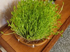 活体豆苗-廣順興(平原路店)
