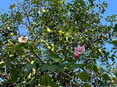 -昆山城市生态森林公园