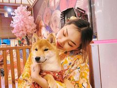 -豆柴町-柴犬主题狗咖(红鼎国际C座店)