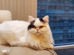 -米宠家·撸猫猫咖小萌宠·猫咪洗澡·猫咪寄养(高新大都荟店)