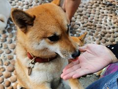 -柴犬高等学院·狗咖·柴犬售卖·宠物训练