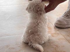 -瑞派康怡24h宠物医院·犬猫医疗中心·微创绝育(瑞景分院)