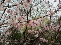 -东升八家郊野公园