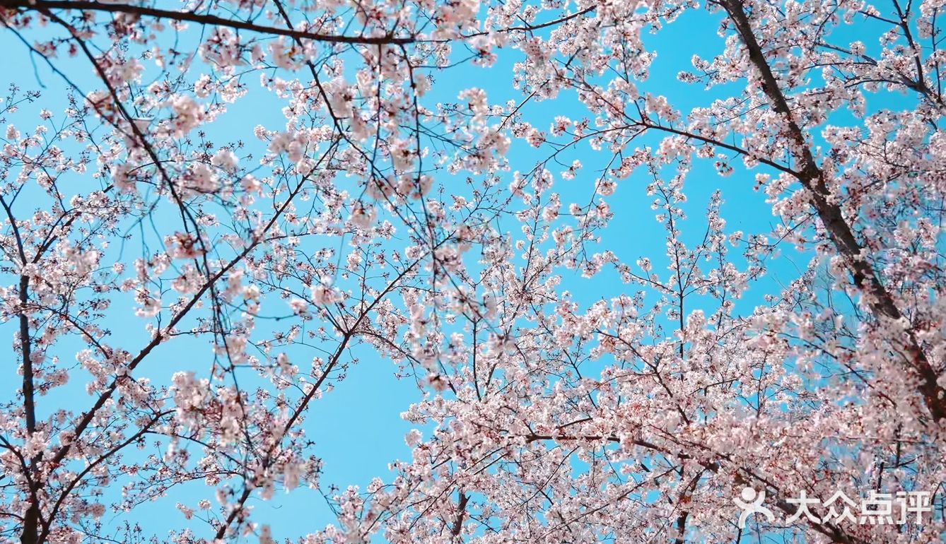 鉴真路樱花大道｜扬州人心中的鼋头渚