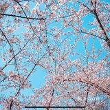 鉴真路樱花大道｜扬州人心中的鼋头渚