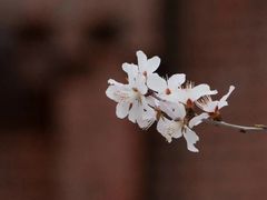 -圣·阿列克谢耶夫教堂