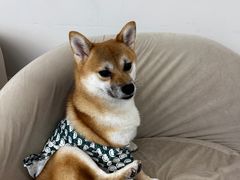 -怪兽屋·羊驼·猫咖·狗咖(俊华广场店)