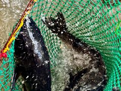 -万佛湖许老大铁锅鱼(黑金冠店)