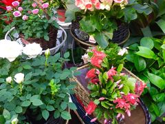 -秦美花卉(天朗·莱茵小城2期店)