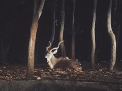 -清迈夜间动物园