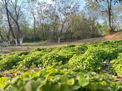 -盘龙城国家考古遗址公园