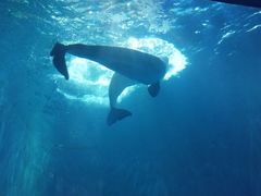 -多彩贵州城极地海洋世界