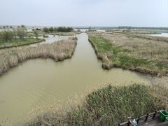 -盐城丹顶鹤湿地生态旅游区