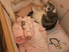 -瑞鹏宠物医院·超声·骨科·奇麟分院(蜀都万达店)