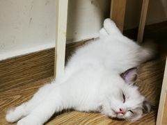 -lincat·猫舍(广州店)