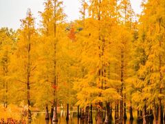 -白鹭湾湿地公园