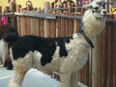 -昆明动物园