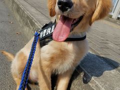 -翊宠yipet猫狗购宠庄园犬舍•猫舍