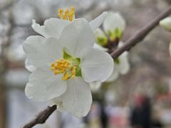 -桃花堤公园